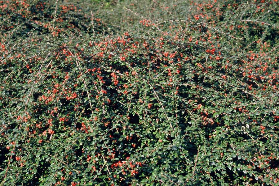 Garden basics 12x Cotoneaster suec. 'Coral Beauty' - ↕10-25cm - Ø9cm (46900)