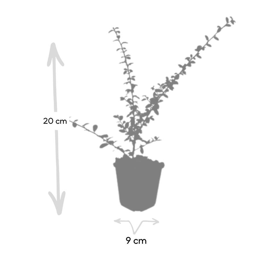 Garden basics 12x Cotoneaster suec. 'Coral Beauty' - ↕10-25cm - Ø9cm (46900)