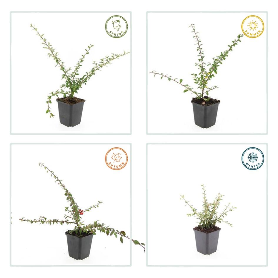 Garden basics 12x Cotoneaster suec. 'Coral Beauty' - ↕10-25cm - Ø9cm (46900)