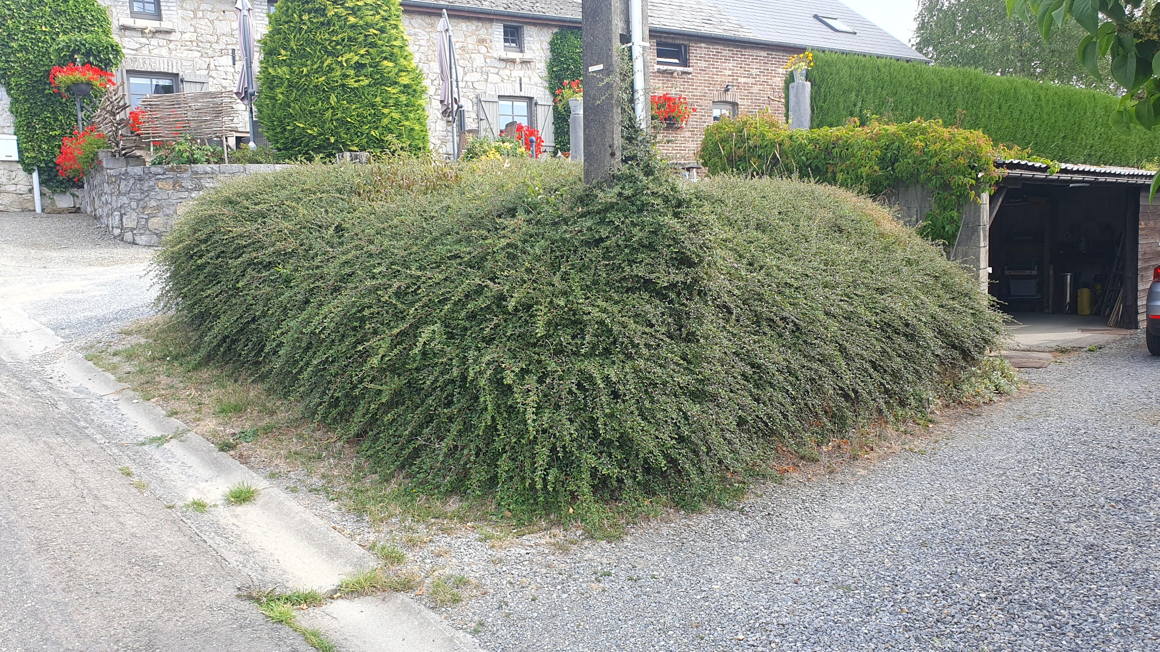 Garden basics 12x Cotoneaster suec. 'Coral Beauty' - ↕10-25cm - Ø9cm (46900)