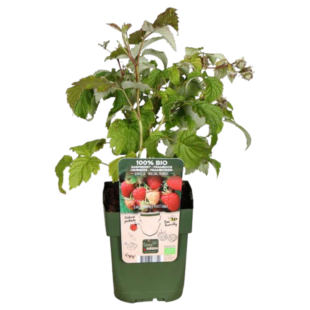 Premium basics "Zomervruchten" BIO Fruitplanten mix set van 4 verschillende soorten (48359)