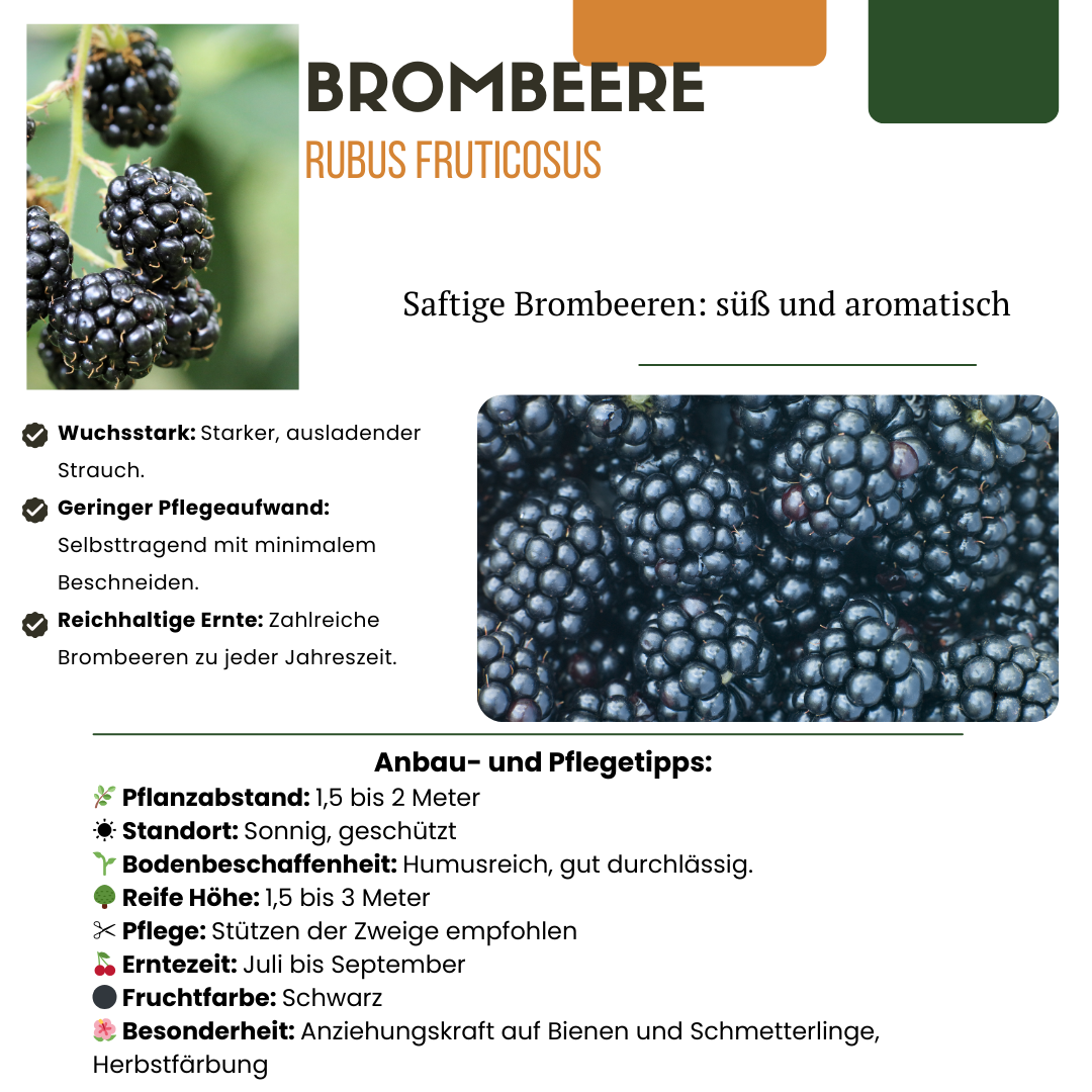 Premium basics "Zomervruchten" BIO Fruitplanten mix set van 4 verschillende soorten (48359)