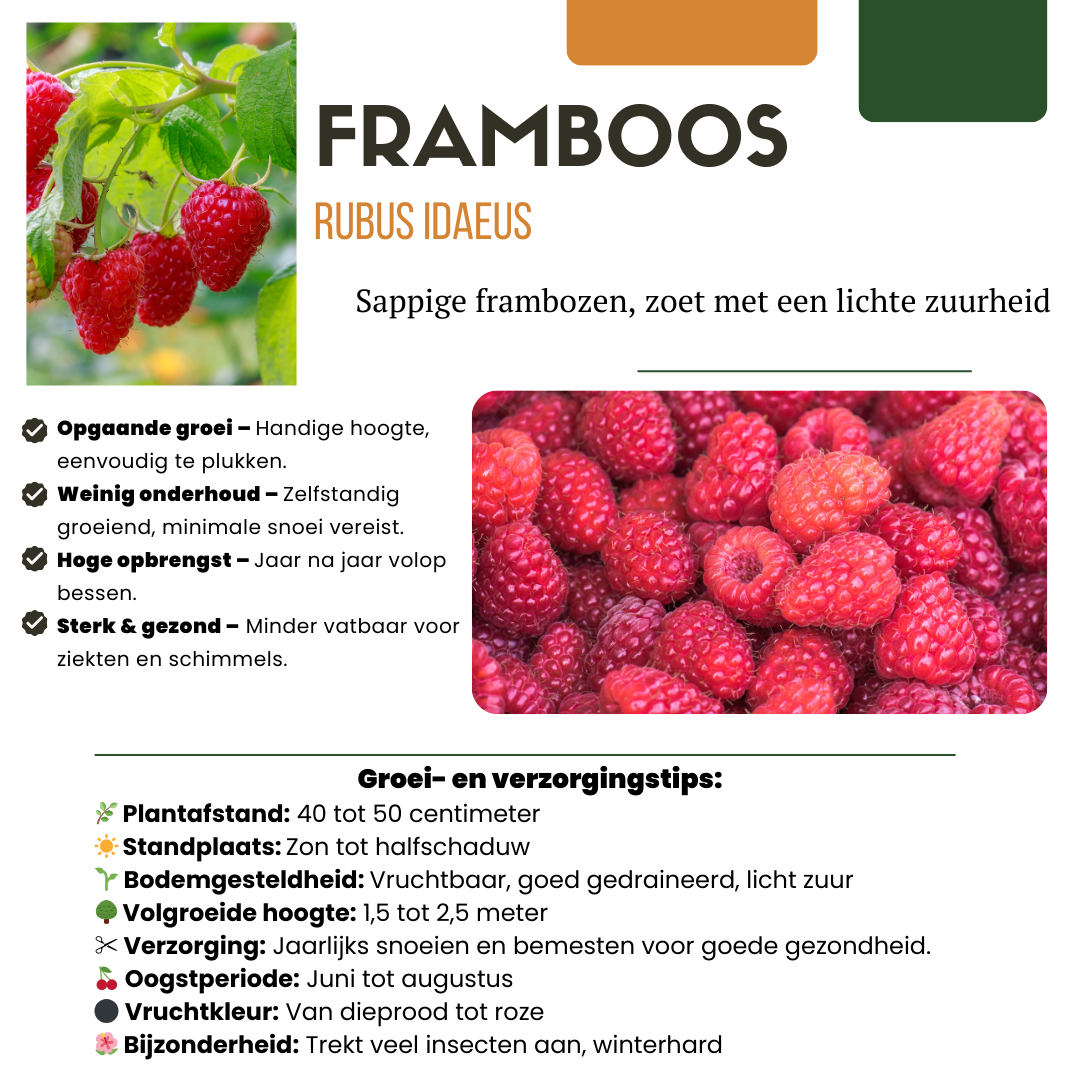 Premium basics "Zomervruchten" BIO Fruitplanten mix set van 4 verschillende soorten (48359)