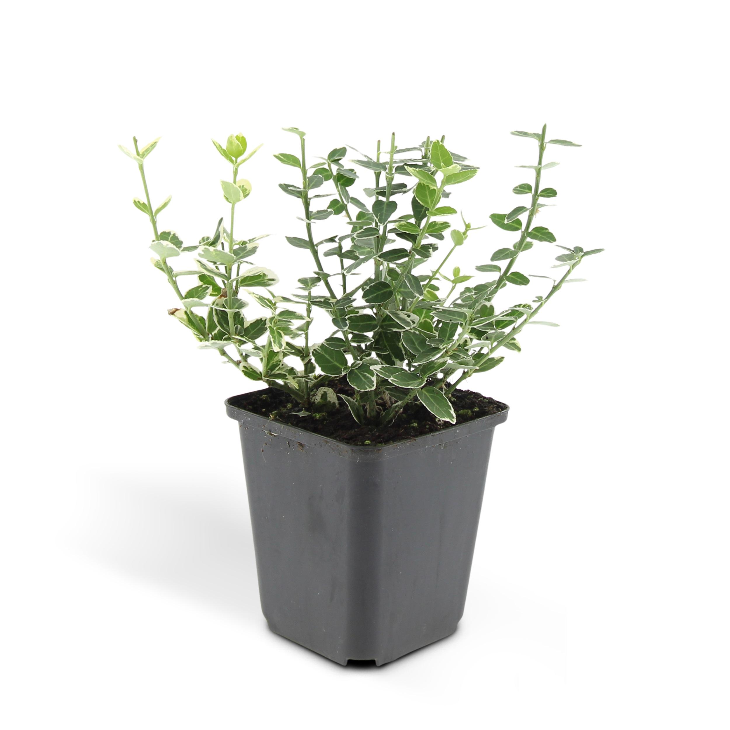 Garden basics 24x Euonymus fort. 'Emerald Gaiety' - ↕10-25cm - Ø9cm (50302)