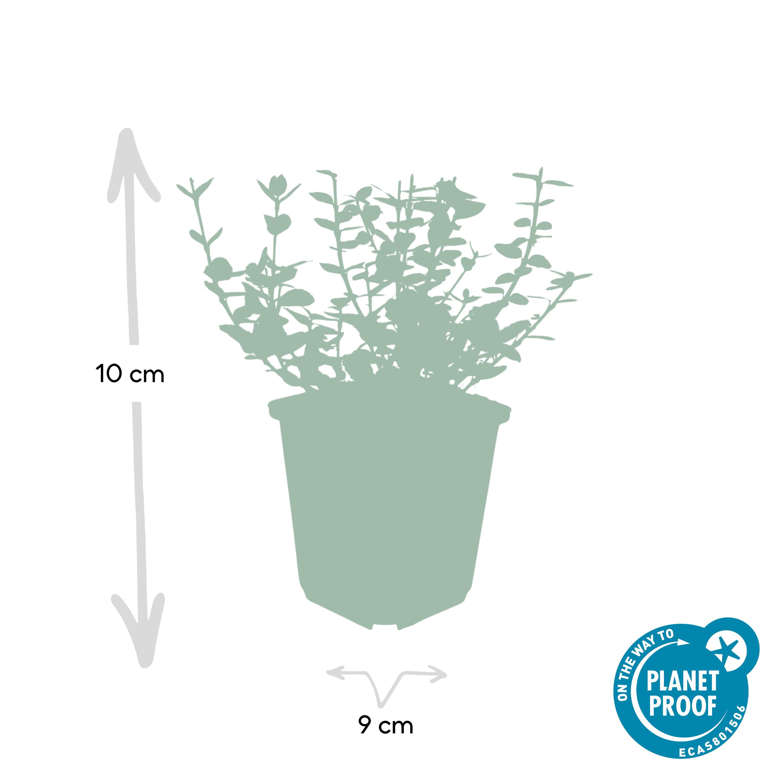 Garden basics 24x Euonymus fort. 'Emerald Gaiety' - ↕10-25cm - Ø9cm (50302)