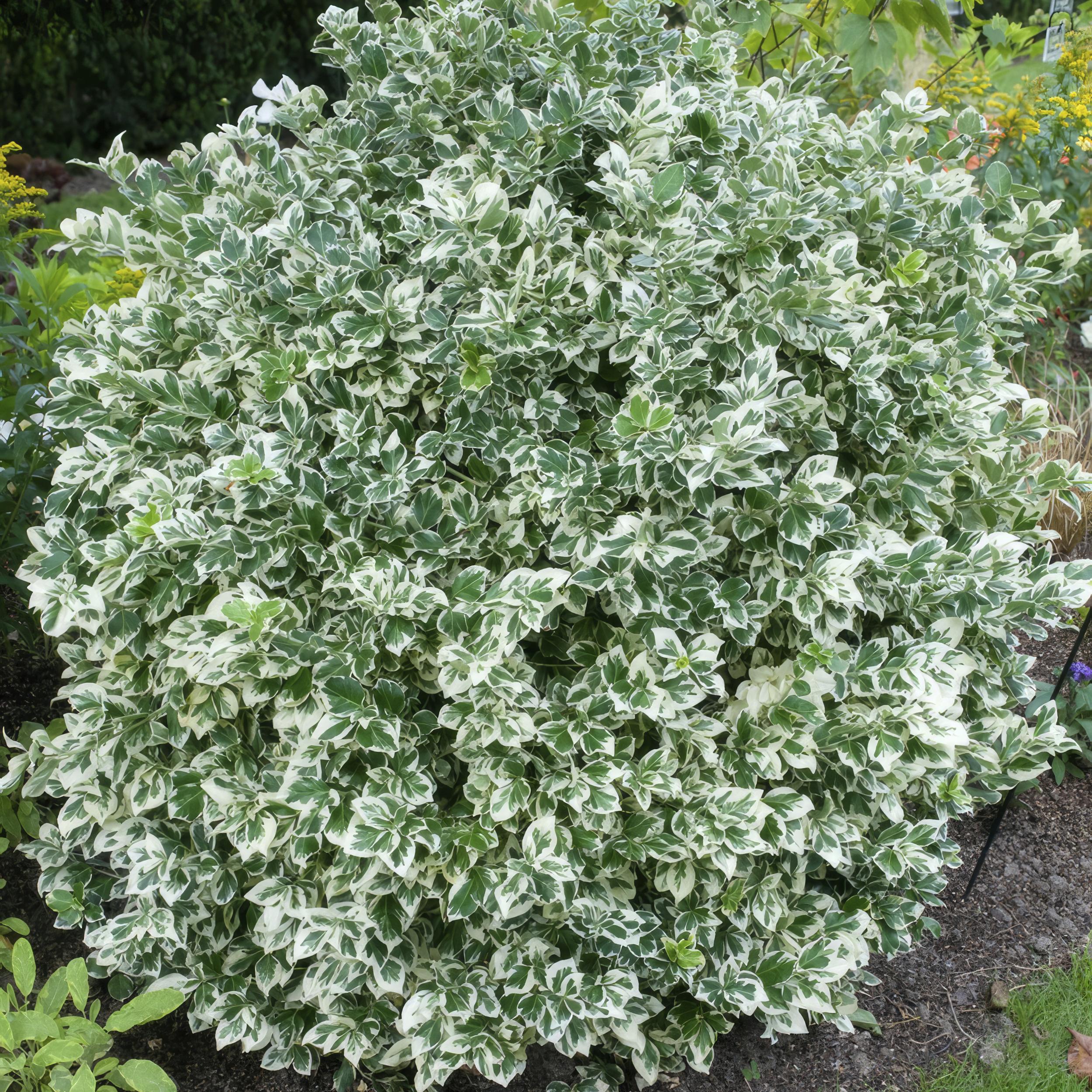 Garden basics 24x Euonymus fort. 'Emerald Gaiety' - ↕10-25cm - Ø9cm (50302)