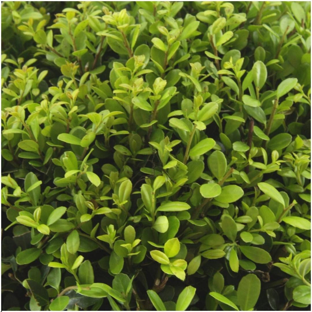 Premium basics 2 x 6 pack Ilex crenata 'Jenny' - Ø7 cm (48272)
