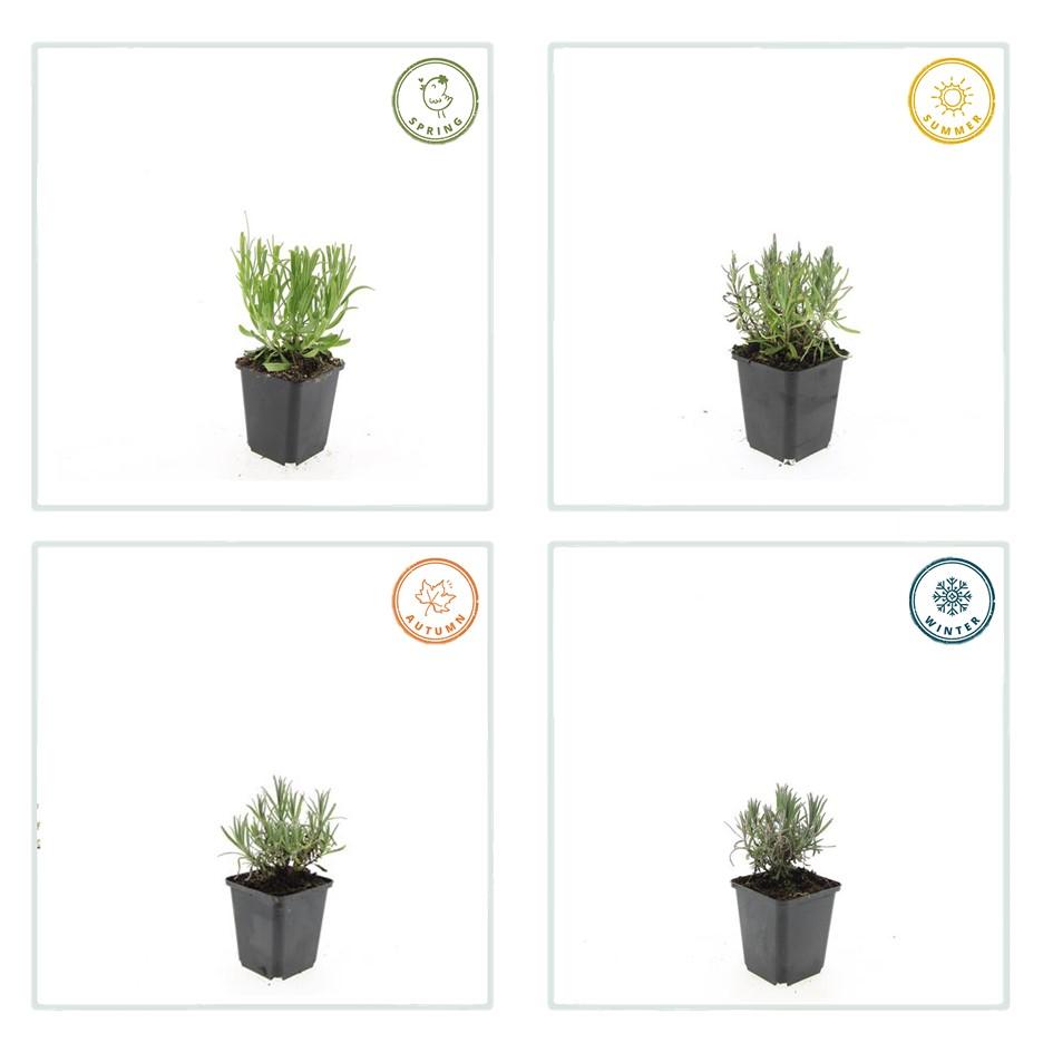 Garden basics 6x Lavandula ang. 'Munstead' - ↕10-25cm - Ø9cm (47876)