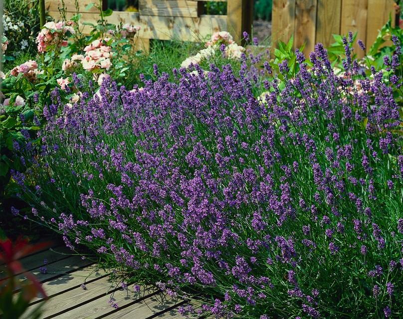Garden basics 6x Lavandula ang. 'Munstead' - ↕10-25cm - Ø9cm (47876)