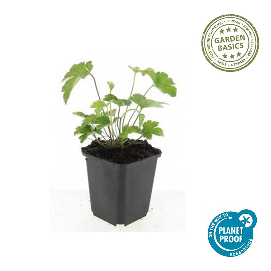 Garden basics 60x Anemone tom. 'Robustissima' - ↕10-25cm - Ø9cm (47591)