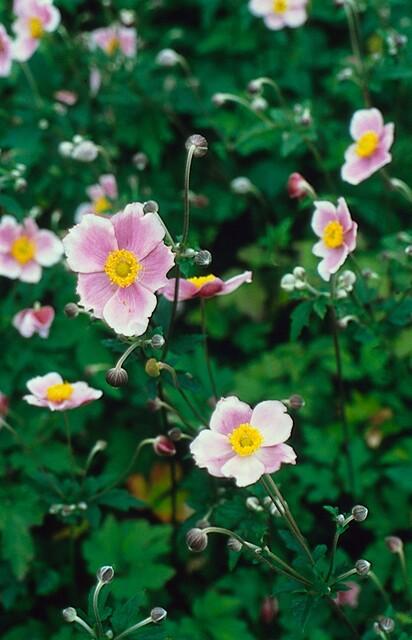Garden basics 60x Anemone tom. 'Robustissima' - ↕10-25cm - Ø9cm (47591)