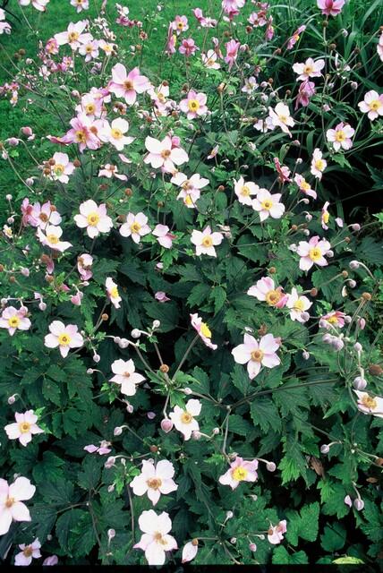Garden basics 60x Anemone tom. 'Robustissima' - ↕10-25cm - Ø9cm (47591)