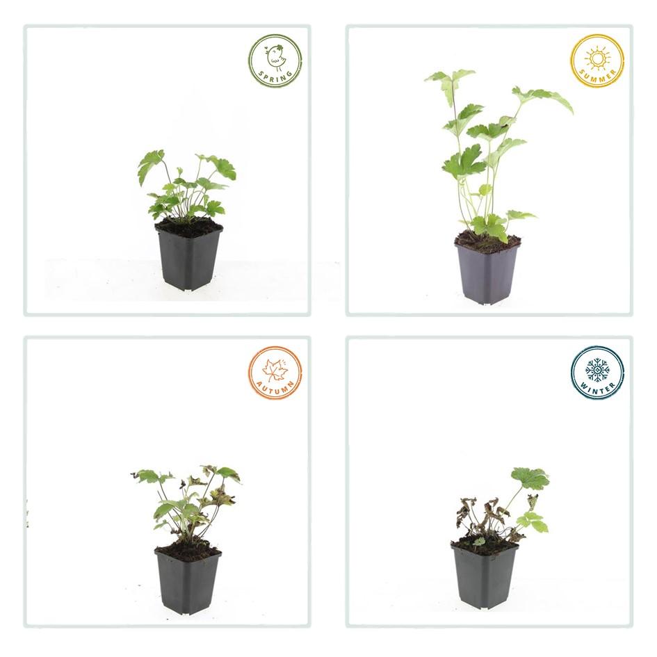 Garden basics 60x Anemone tom. 'Robustissima' - ↕10-25cm - Ø9cm (47591)