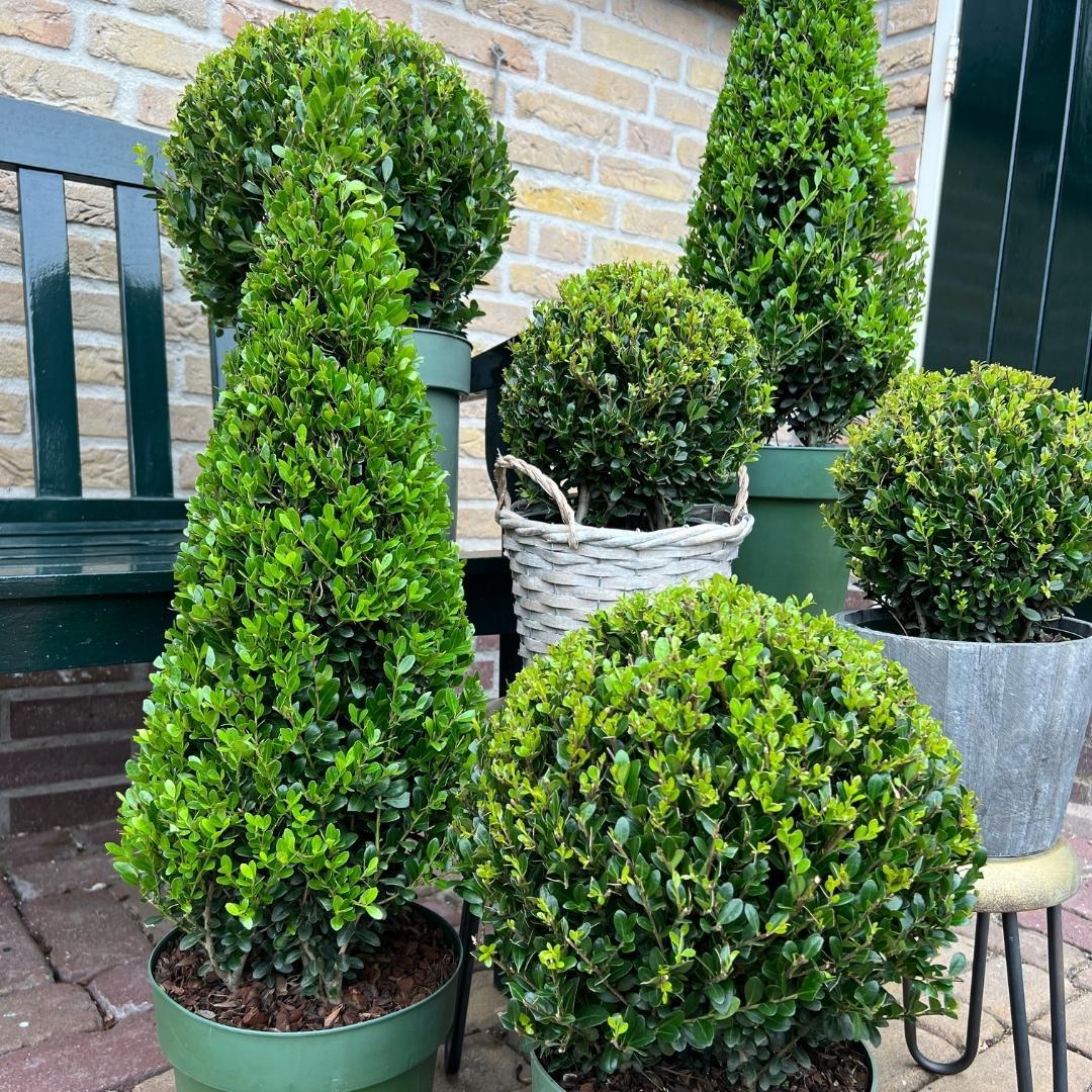 Premium basics 1x Ilex piramide 55 cm hoog | Ø 21 cm (48071)