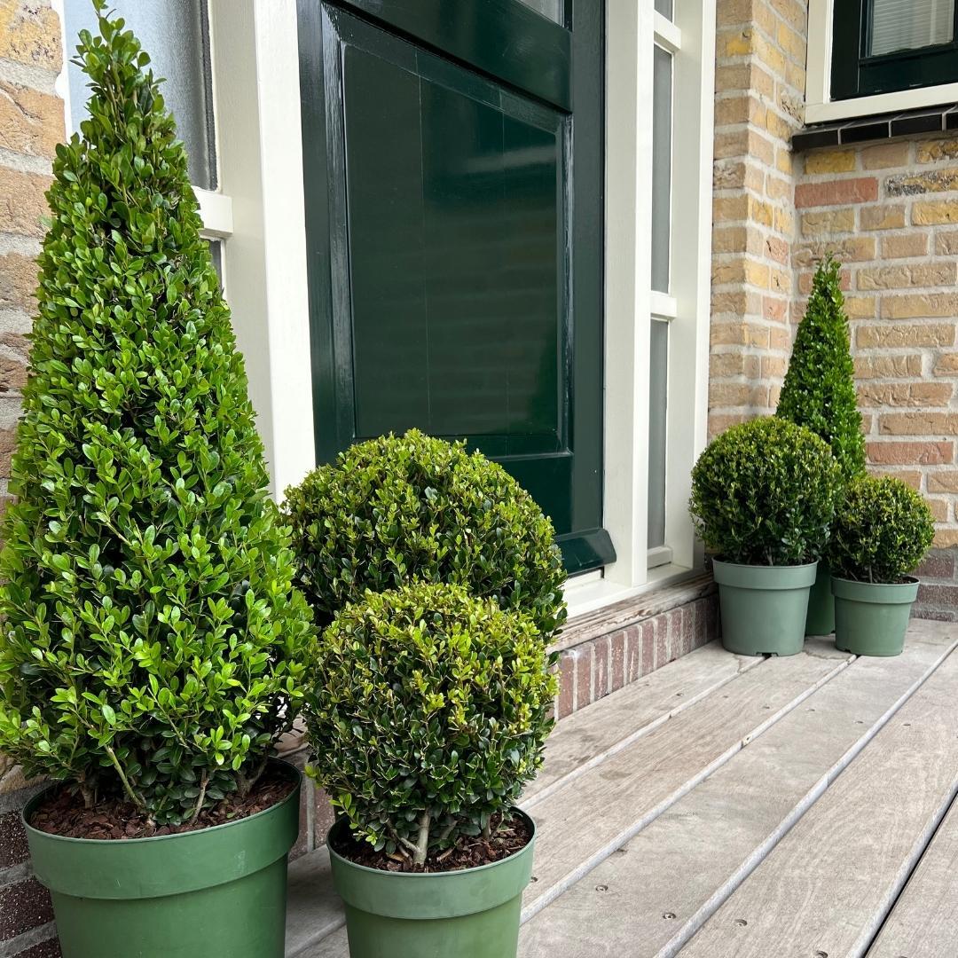 Premium basics 1x Ilex piramide 55 cm hoog | Ø 21 cm (48071)
