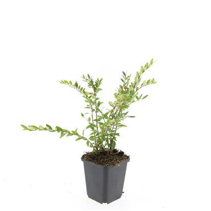 Garden basics 24x Lonicera pileata 'Purple Pearl' - ↕10-25cm - Ø9cm (50480)