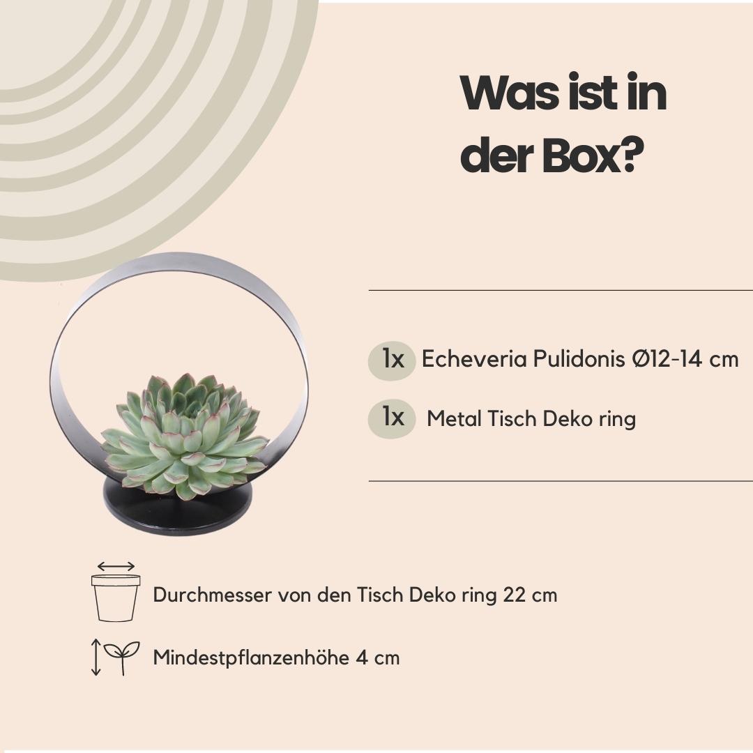 Rootless by aloe demi ROOTLESS Succulent Echeveria Pulidonis op Deco tafelstandaard Ø20 cm (8721001420070)