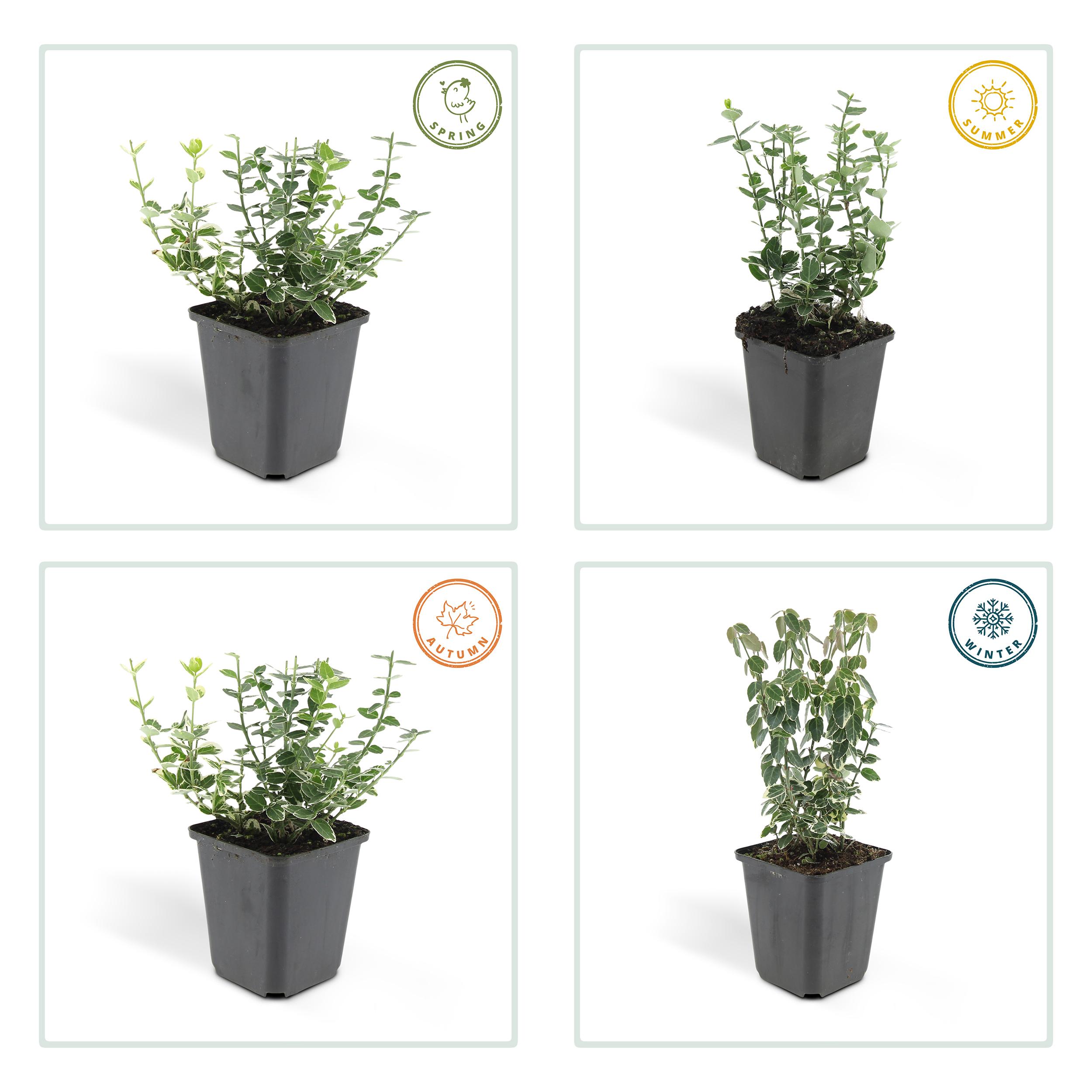 Garden basics 60x Euonymus fort. 'Emerald Gaiety' - ↕10-25cm - Ø9cm (46908)