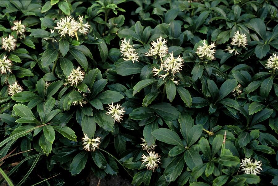 Garden basics 6x Pachysandra term. 'Green Sheen' - ↕10-25cm - Ø9cm (47945)