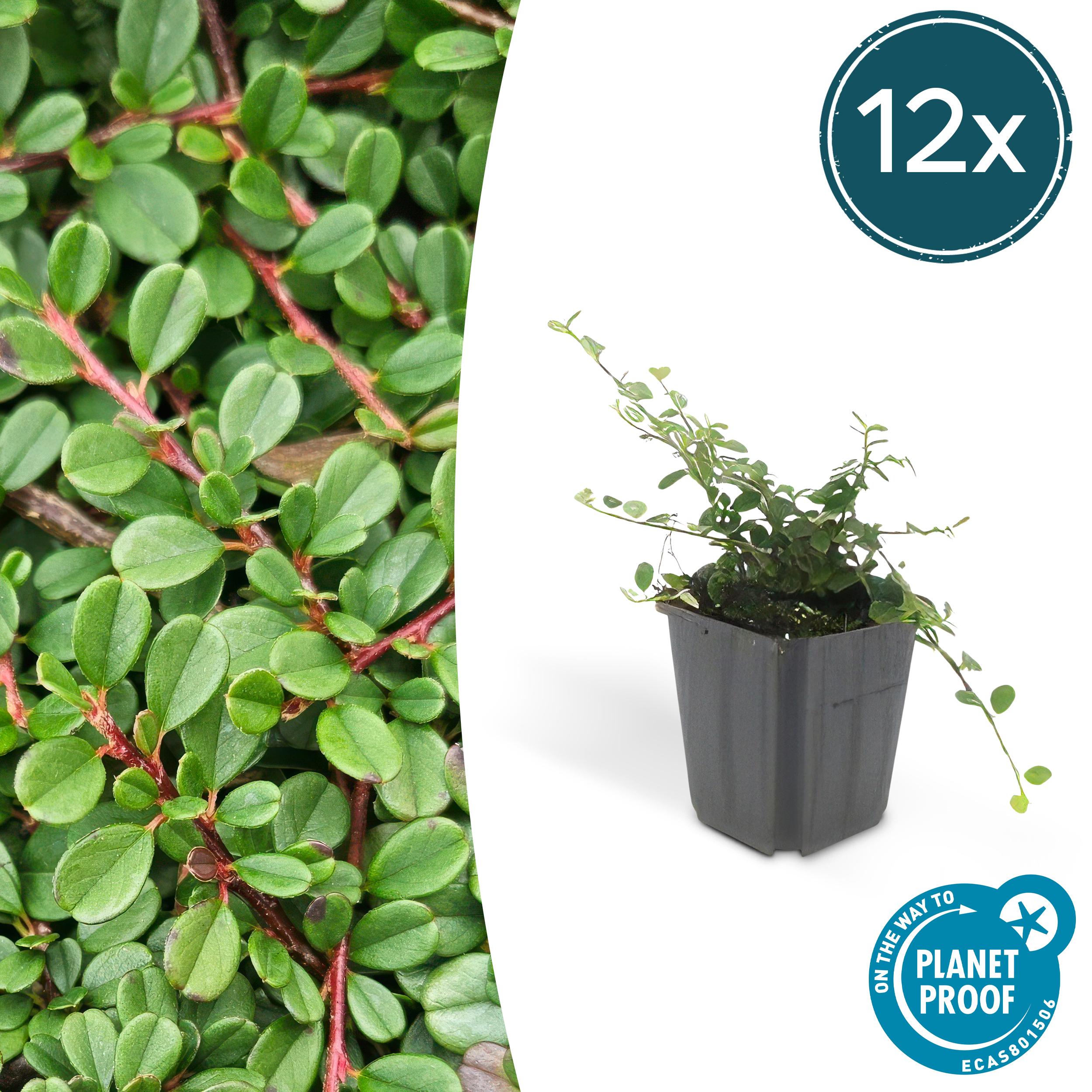 Garden basics 12x Cotoneaster pr. 'Streib's Findling' - ↕10-25cm - Ø9cm (46895)