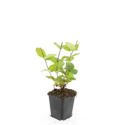 Garden basics 48x Hypericum inodorum 'Beauty' - ↕10-25cm - Ø9cm (50445)
