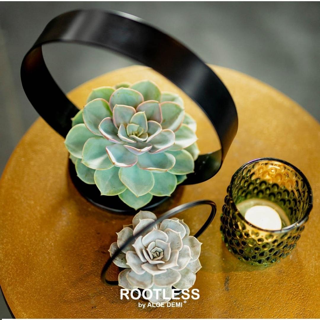 Rootless by aloe demi ROOTLESS Succulent Echeveria Lilacina op Deco tafelstandaard Ø20 cm (8721001420254)