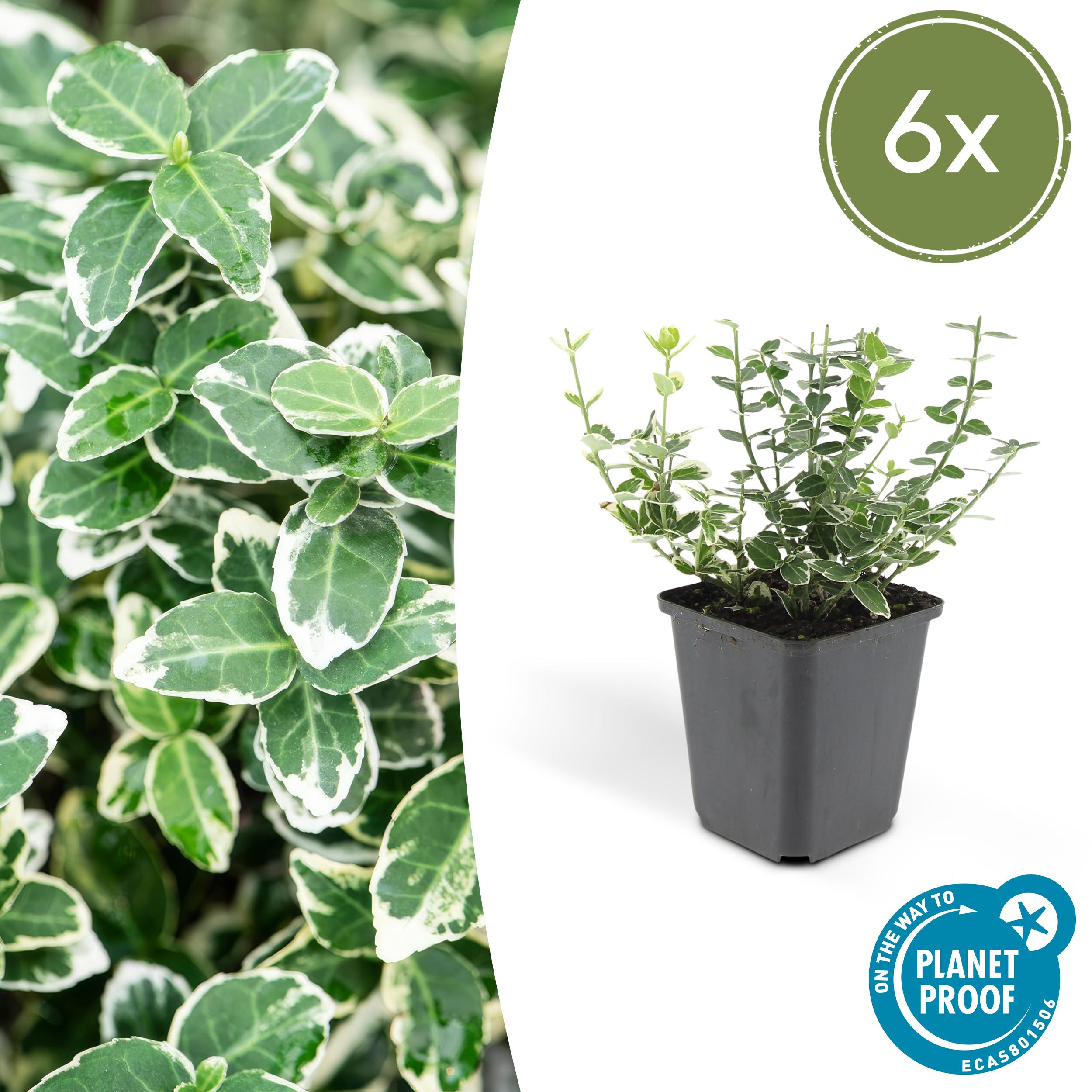Garden basics 6x Euonymus fort. 'Emerald Gaiety' - ↕10-25cm - Ø9cm (46904)