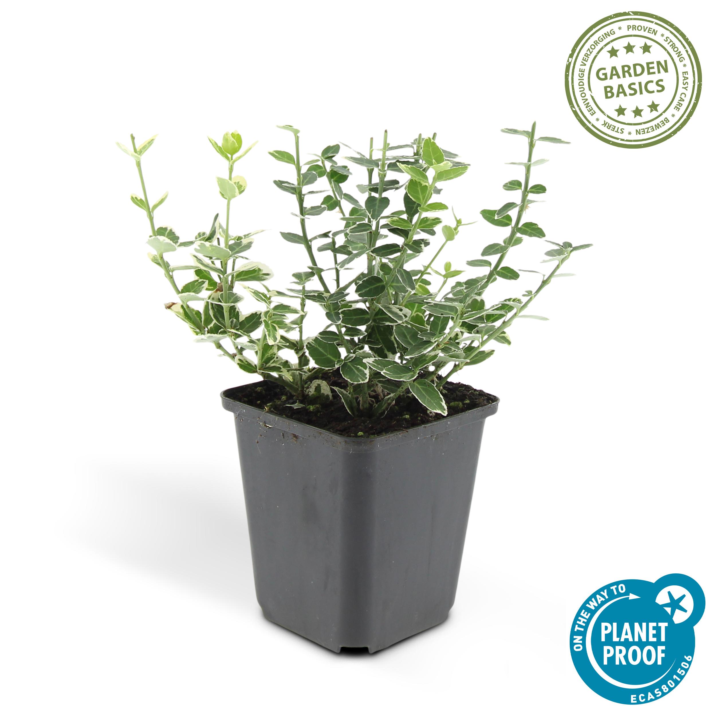 Garden basics 6x Euonymus fort. 'Emerald Gaiety' - ↕10-25cm - Ø9cm (46904)