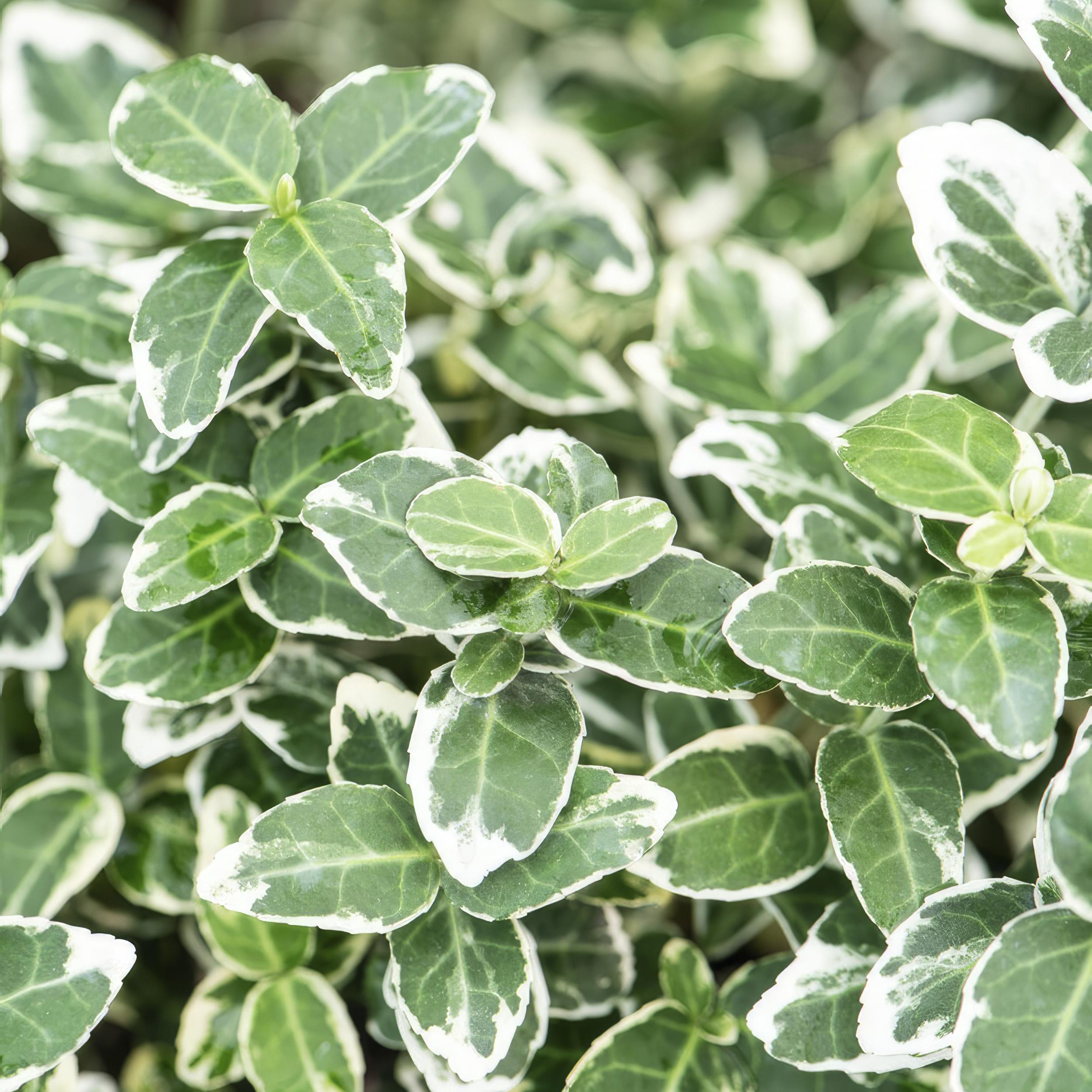 Garden basics 6x Euonymus fort. 'Emerald Gaiety' - ↕10-25cm - Ø9cm (46904)