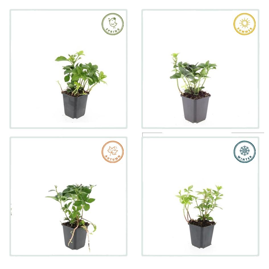 Garden basics 12x Pachysandra terminalis - ↕10-25cm - Ø9cm (46965)