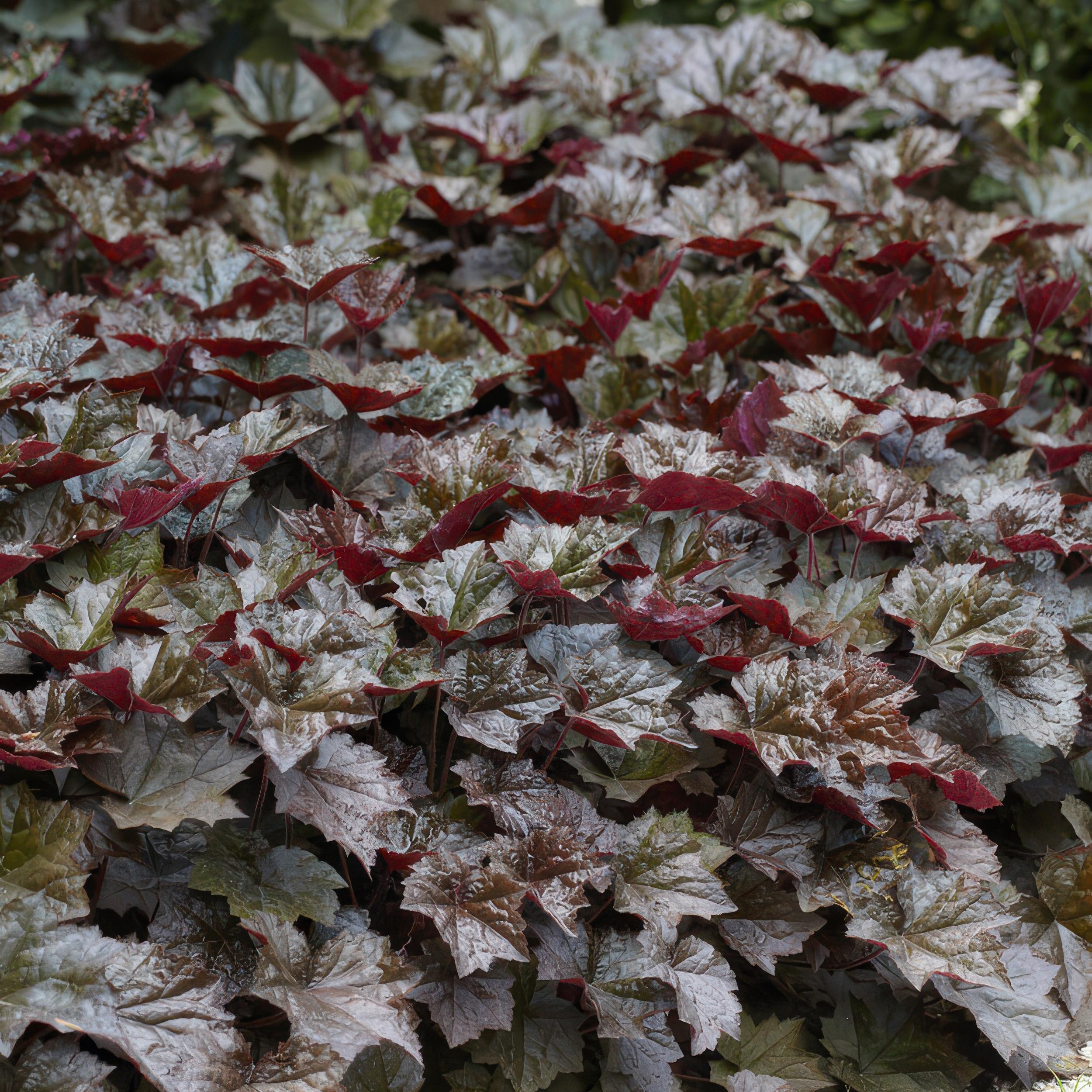 Garden basics 12x Heuchera mic. 'Palace Purple' - ↕10-25cm - Ø9cm (46935)