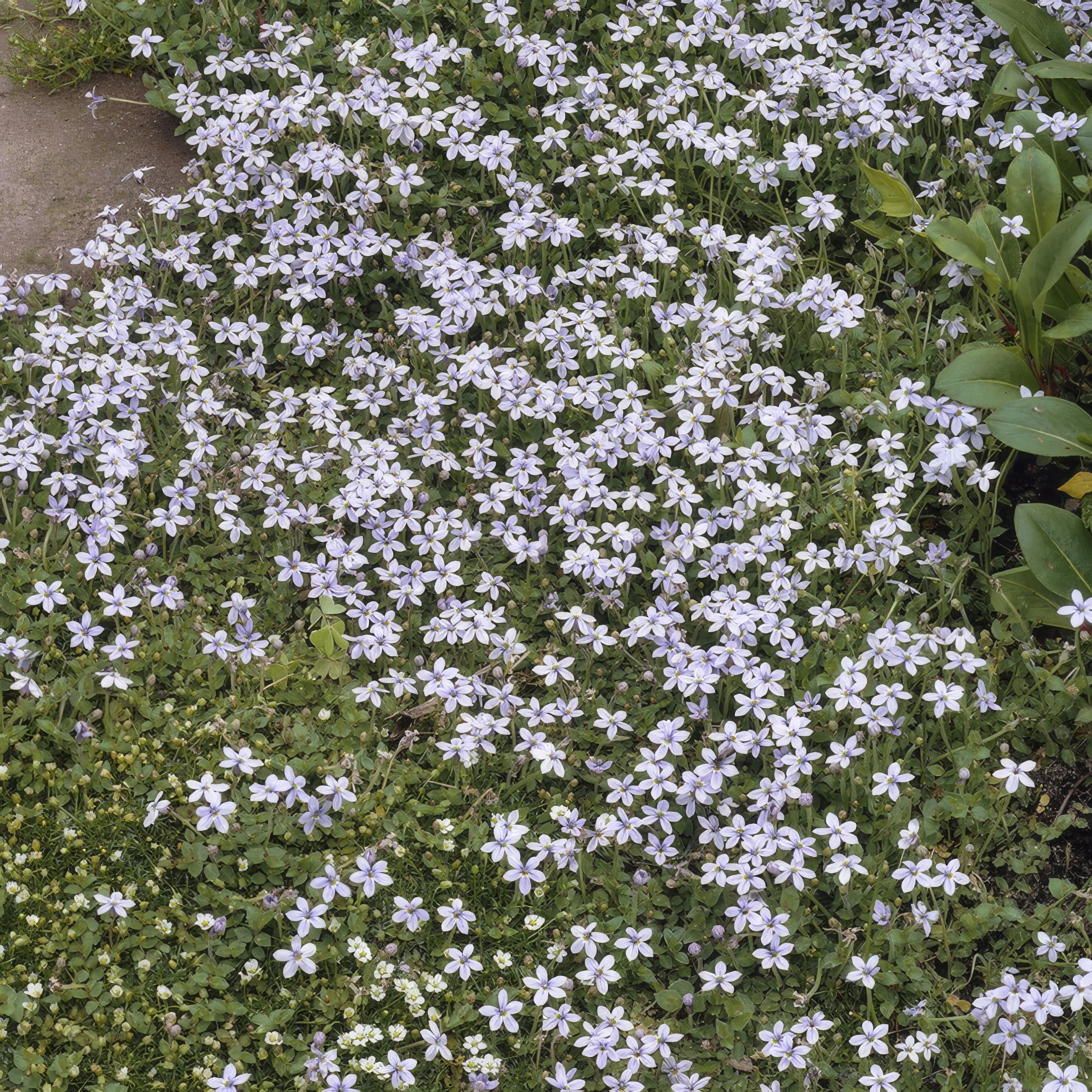 Garden basics 24x Isotoma fluviatilis - ↕10-25cm - Ø9cm (50453)