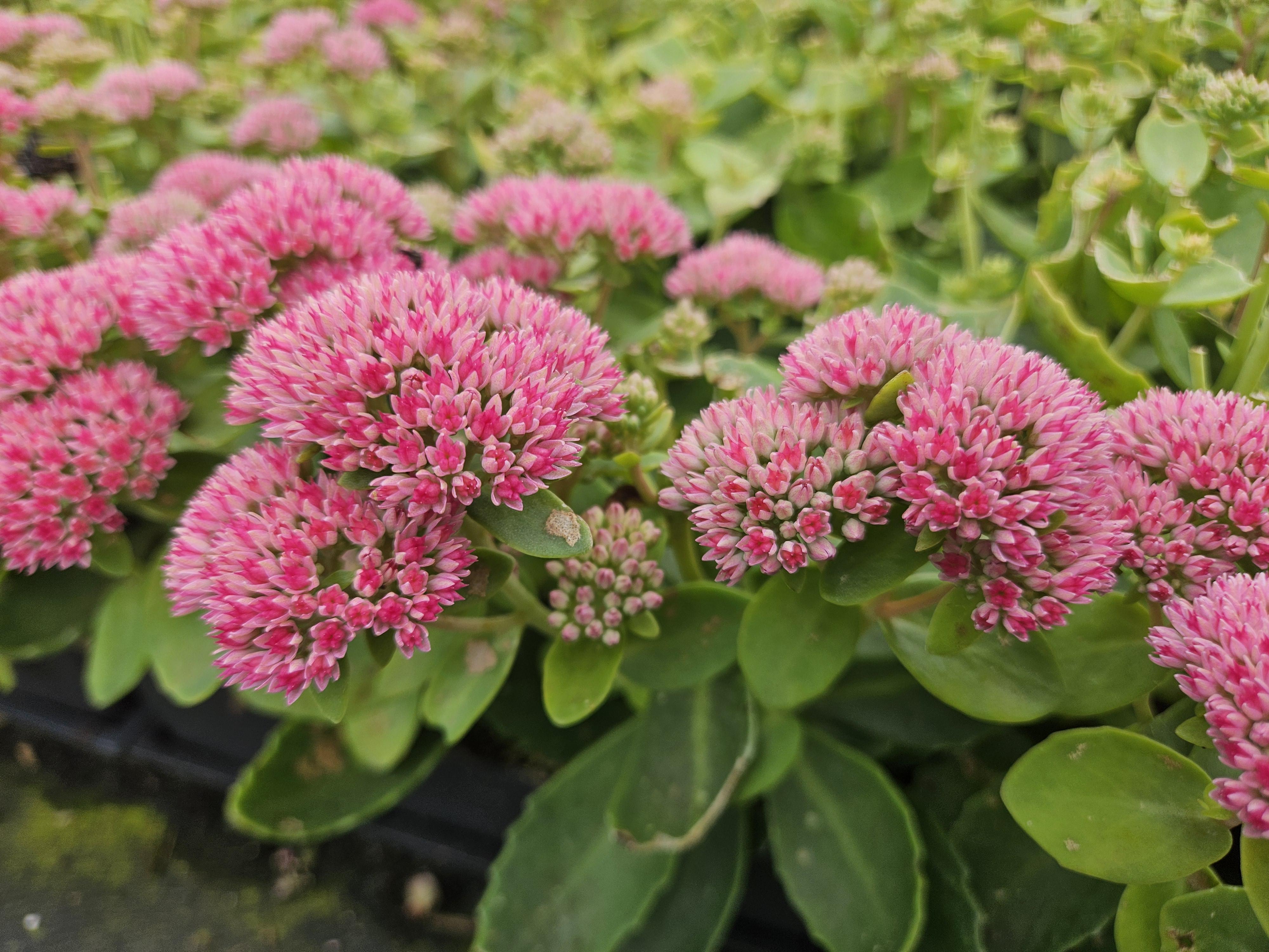 Garden basics 6x Sedum 'Herbstfreude' - ↕10-25cm - Ø9cm (47995)