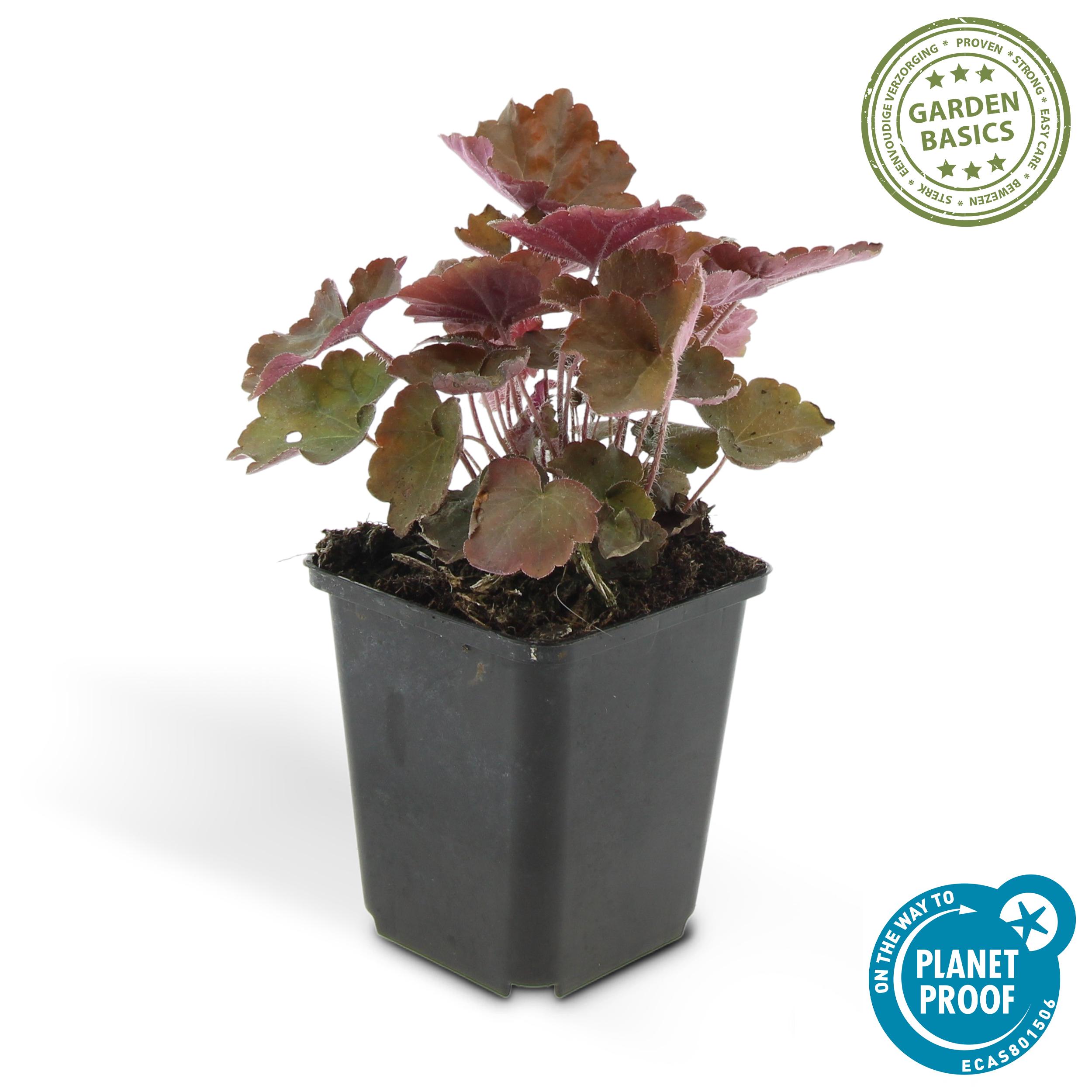 Garden basics 6x Heuchera mic. 'Palace Purple' - ↕10-25cm - Ø9cm (46934)