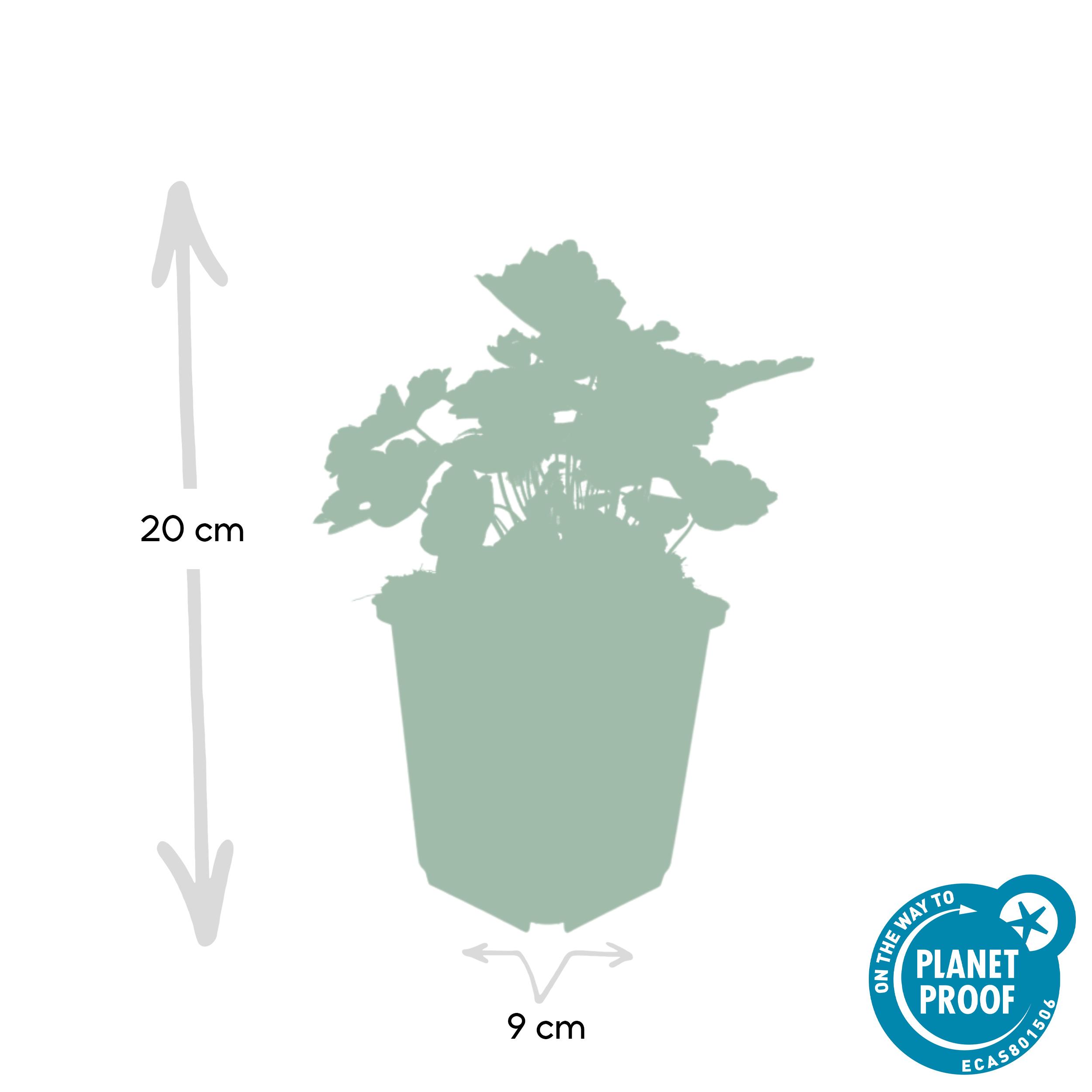 Garden basics 6x Heuchera mic. 'Palace Purple' - ↕10-25cm - Ø9cm (46934)