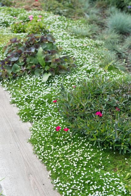 Garden basics 24x Sagina subulata - ↕10-25cm - Ø9cm (50593)