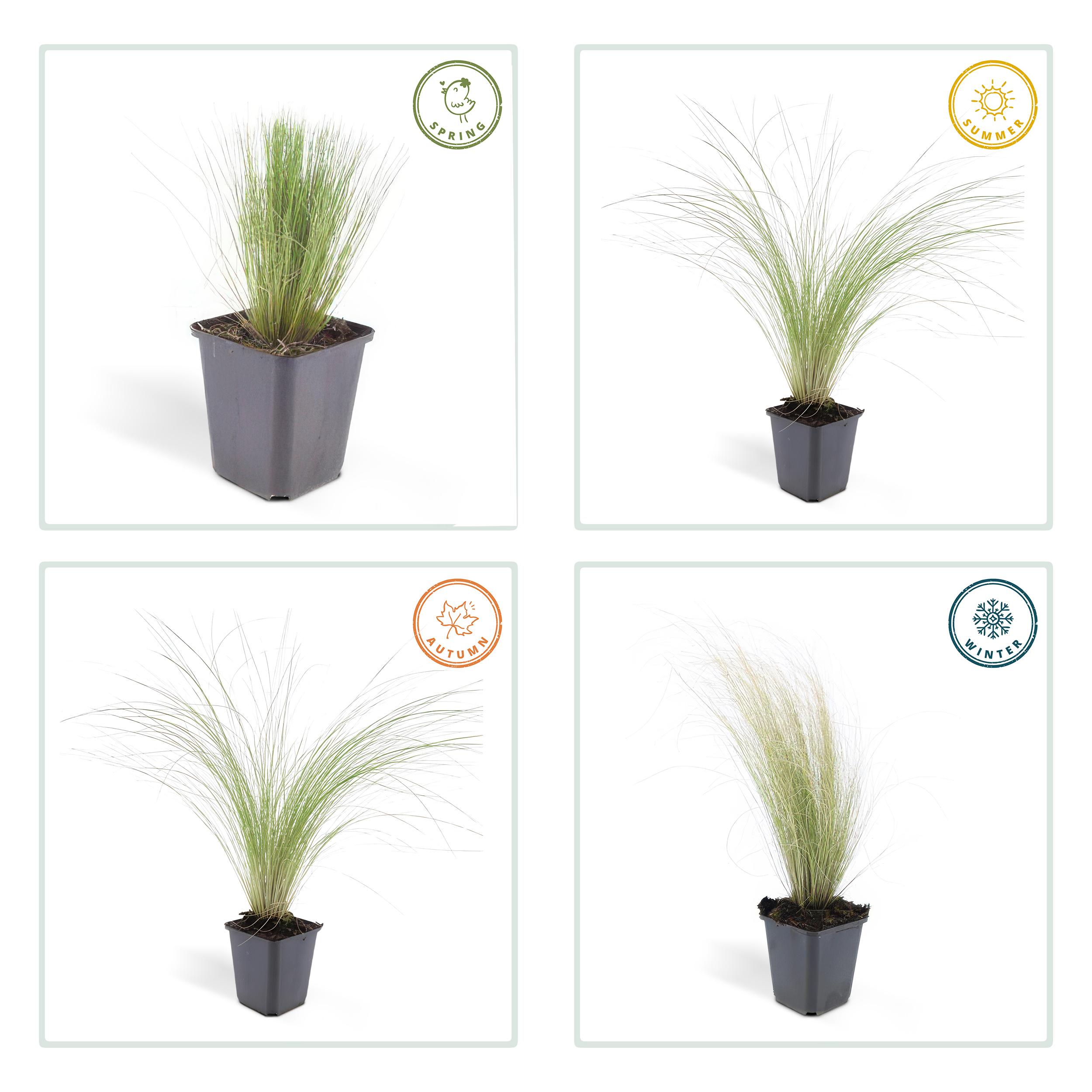 Garden basics 12x Stipa tenuissima 'Ponytails' - ↕10-25cm - Ø9cm (46991)