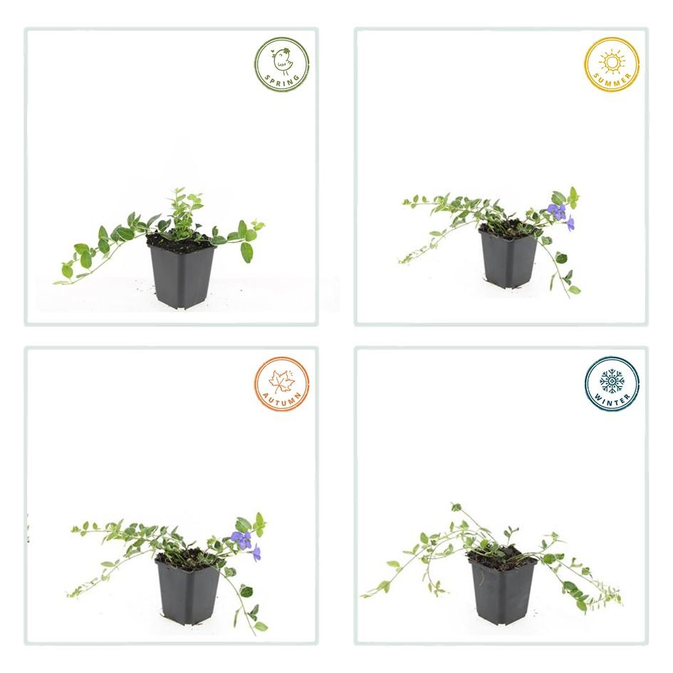 Garden basics 60x Vinca minor 'Argenteovariegata' - ↕10-25cm - Ø9cm (48024)