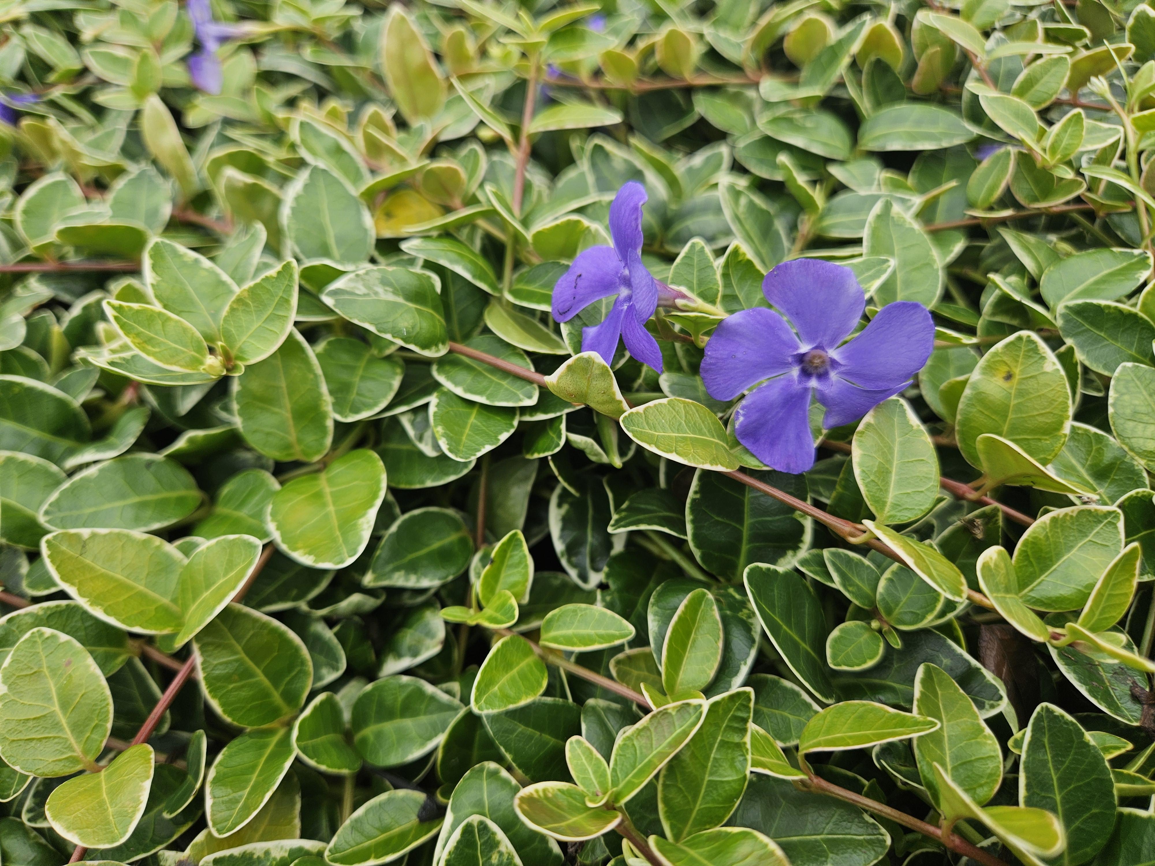 Garden basics 60x Vinca minor 'Argenteovariegata' - ↕10-25cm - Ø9cm (48024)