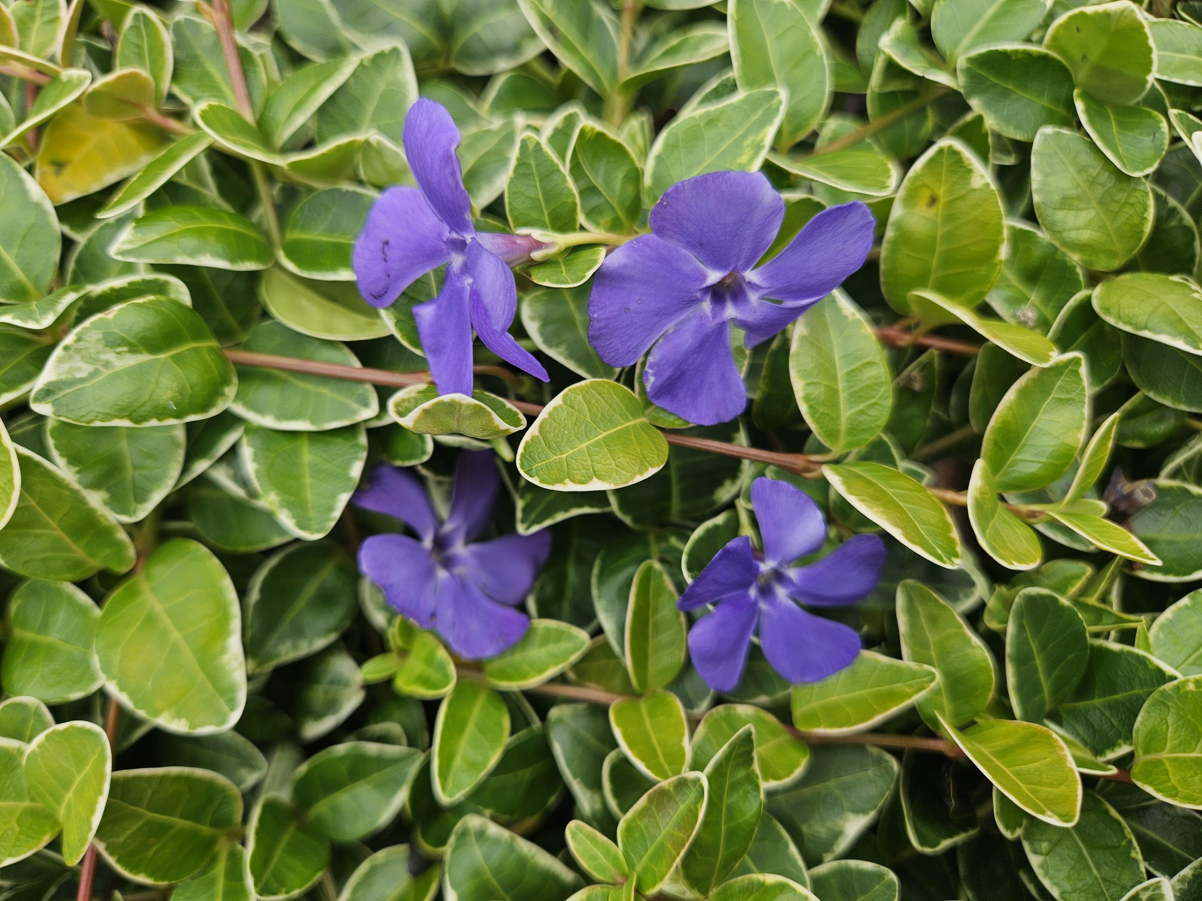 Garden basics 60x Vinca minor 'Argenteovariegata' - ↕10-25cm - Ø9cm (48024)