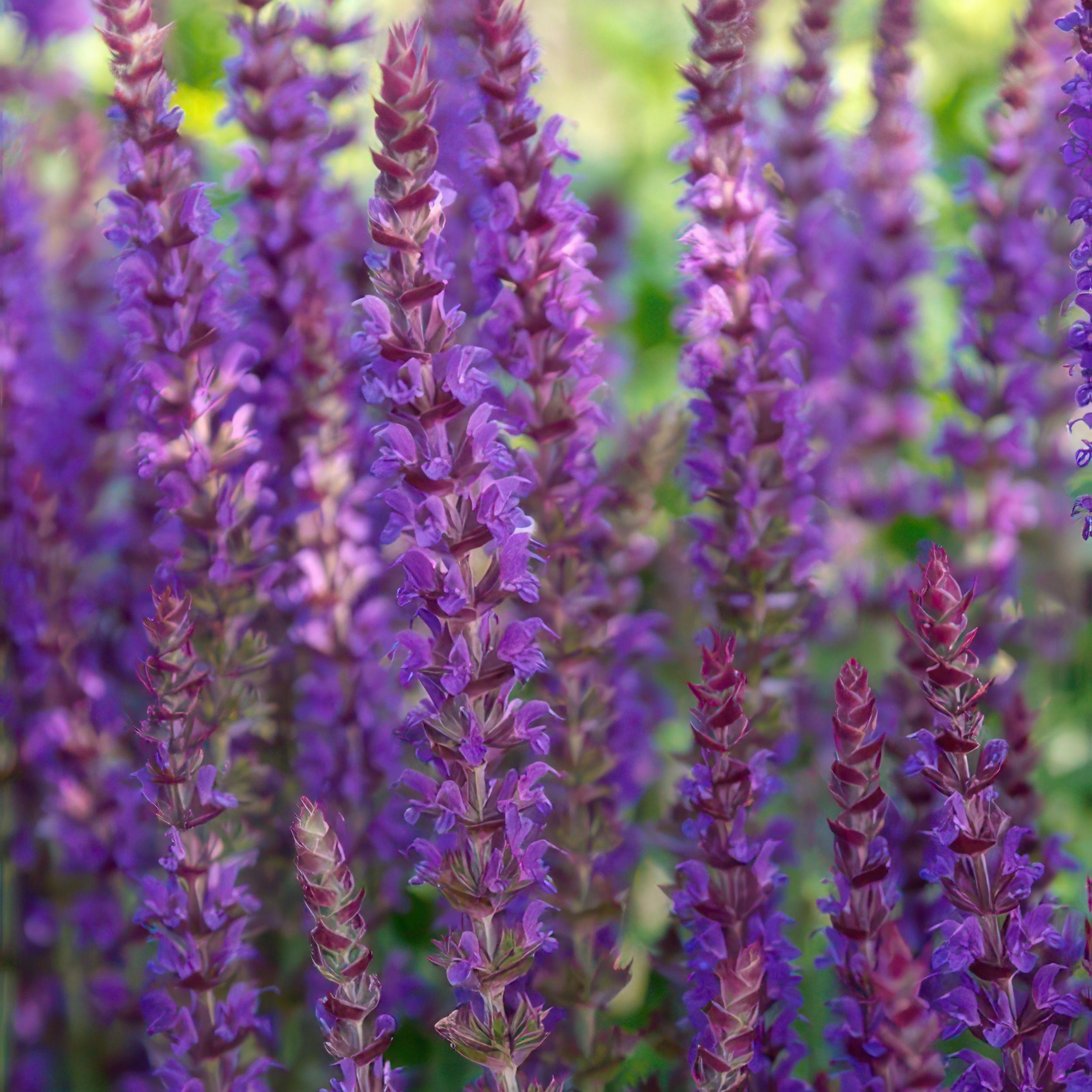 Garden basics 6x Salvia nem. 'Ostfriesland' - ↕10-25cm - Ø9cm (46985)