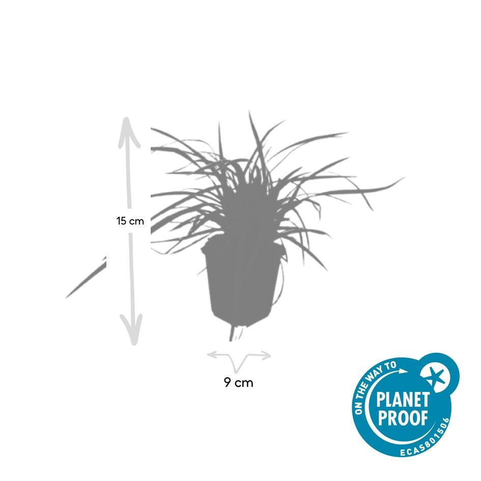 Garden basics 12x Carex morrowii 'Aureovariegata' - ↕10-25cm - Ø9cm (47632)