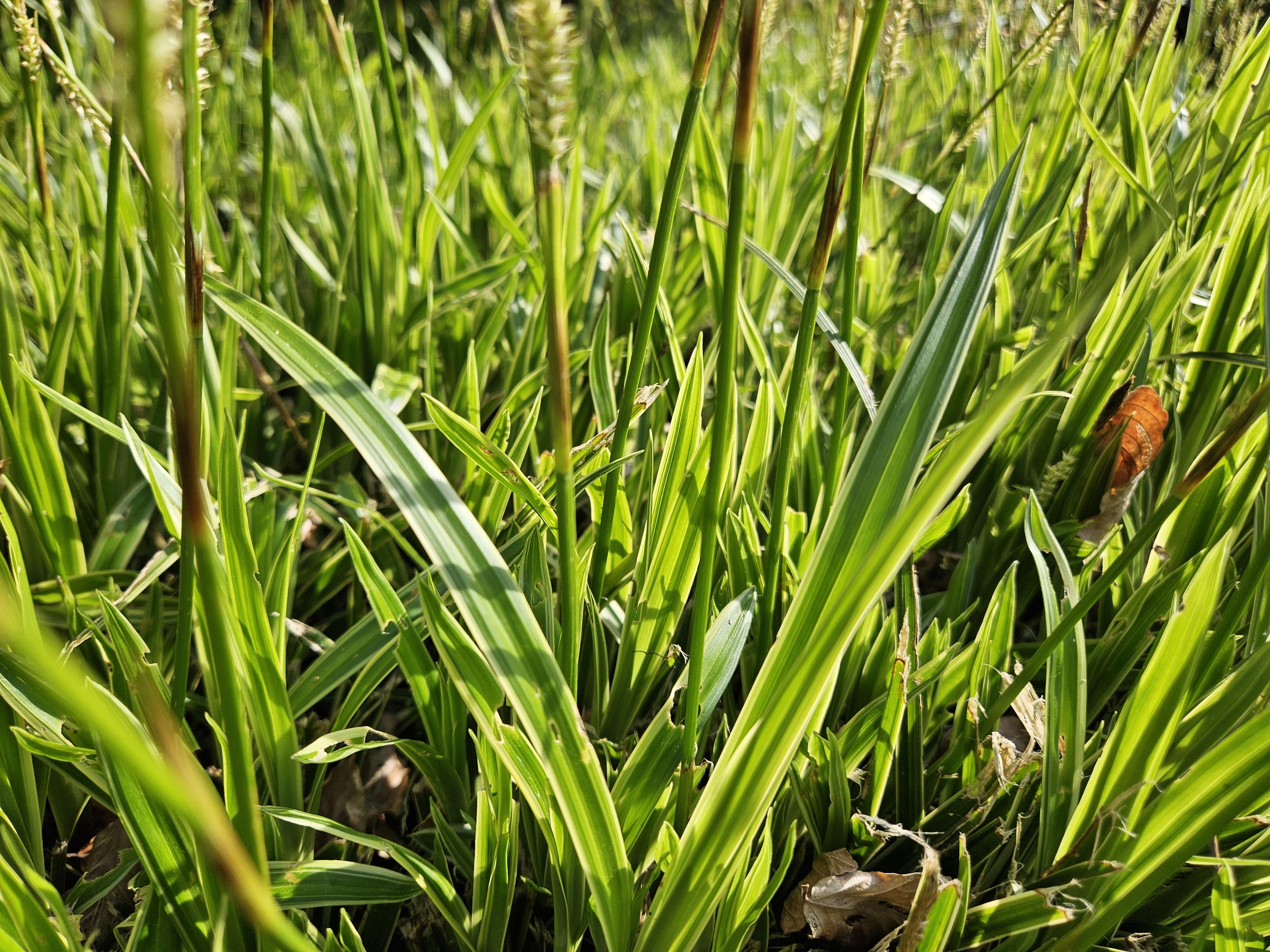 Garden basics 12x Carex morrowii 'Aureovariegata' - ↕10-25cm - Ø9cm (47632)