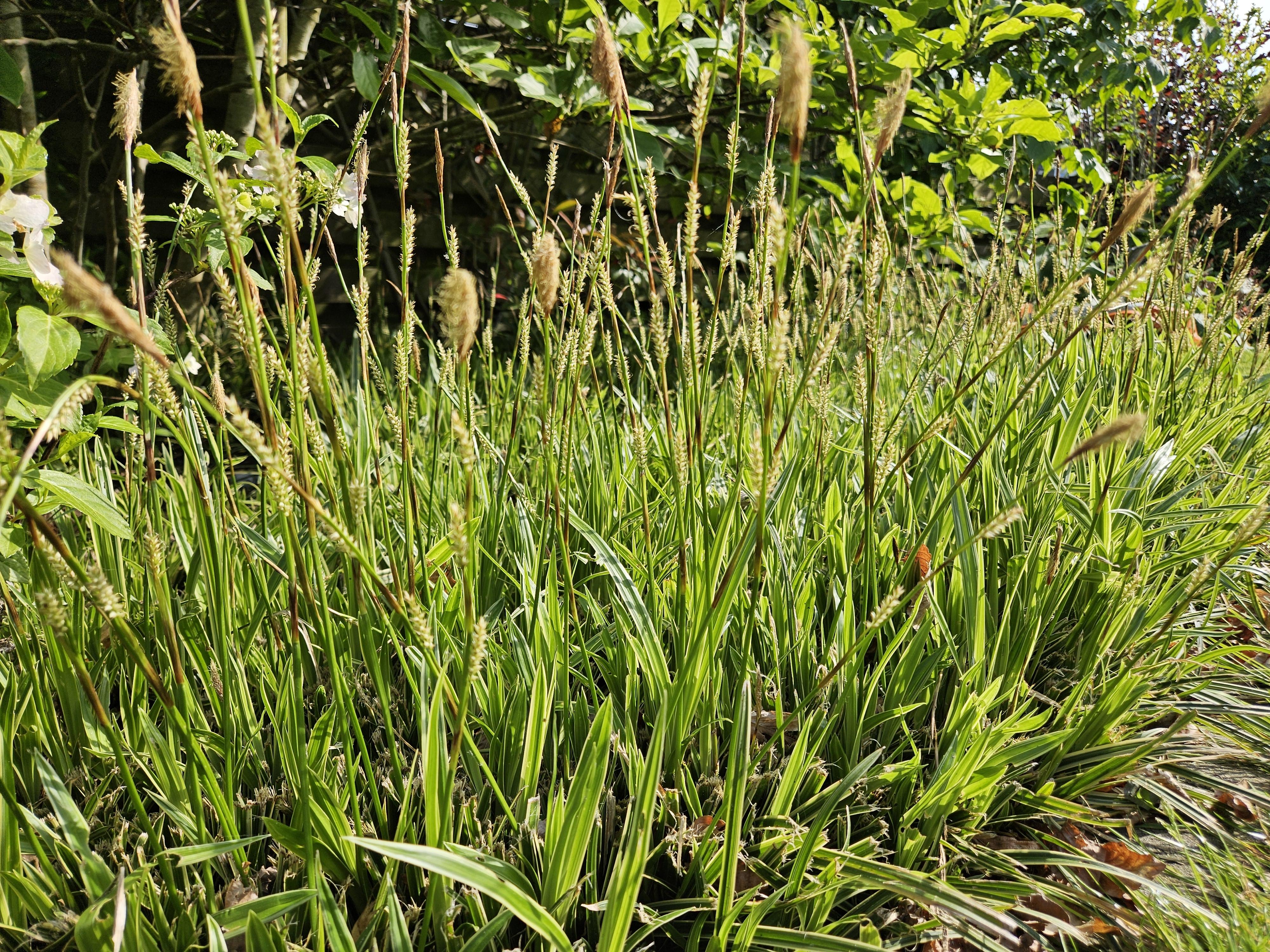 Garden basics 12x Carex morrowii 'Aureovariegata' - ↕10-25cm - Ø9cm (47632)