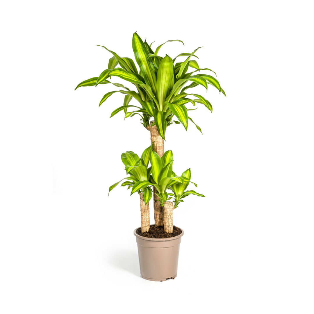 Dracaena Fragrans Massangeana met mand Ø21cm - ↕90 (48791)