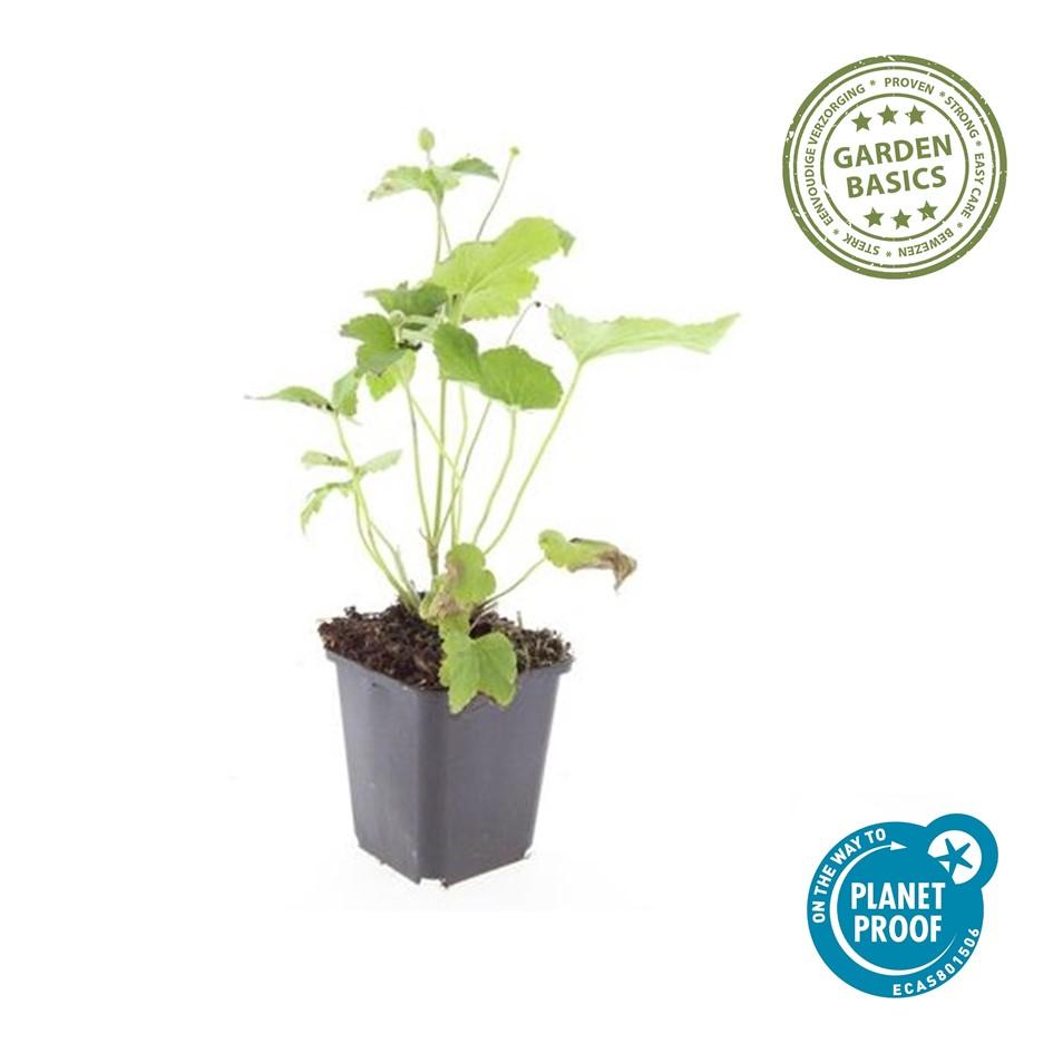 Garden basics 24x Anemone hyb. 'Honorine Jobert' - ↕10-25cm - Ø9cm (50364)