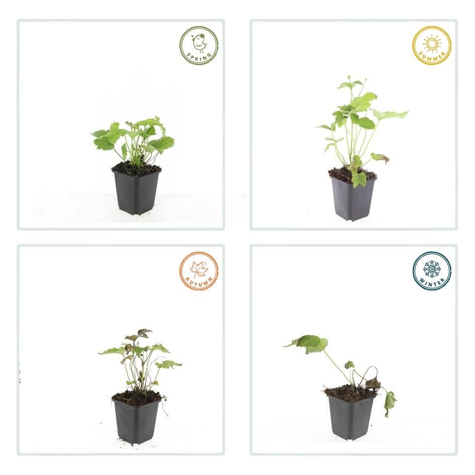 Garden basics 24x Anemone hyb. 'Honorine Jobert' - ↕10-25cm - Ø9cm (50364)