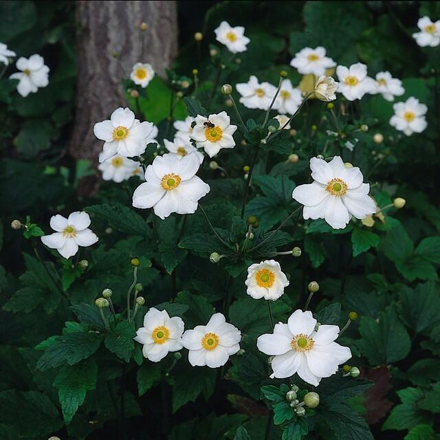 Garden basics 24x Anemone hyb. 'Honorine Jobert' - ↕10-25cm - Ø9cm (50364)