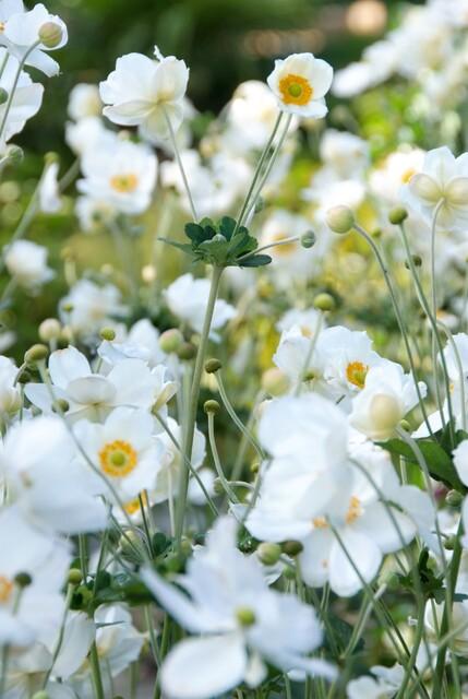 Garden basics 24x Anemone hyb. 'Honorine Jobert' - ↕10-25cm - Ø9cm (50364)