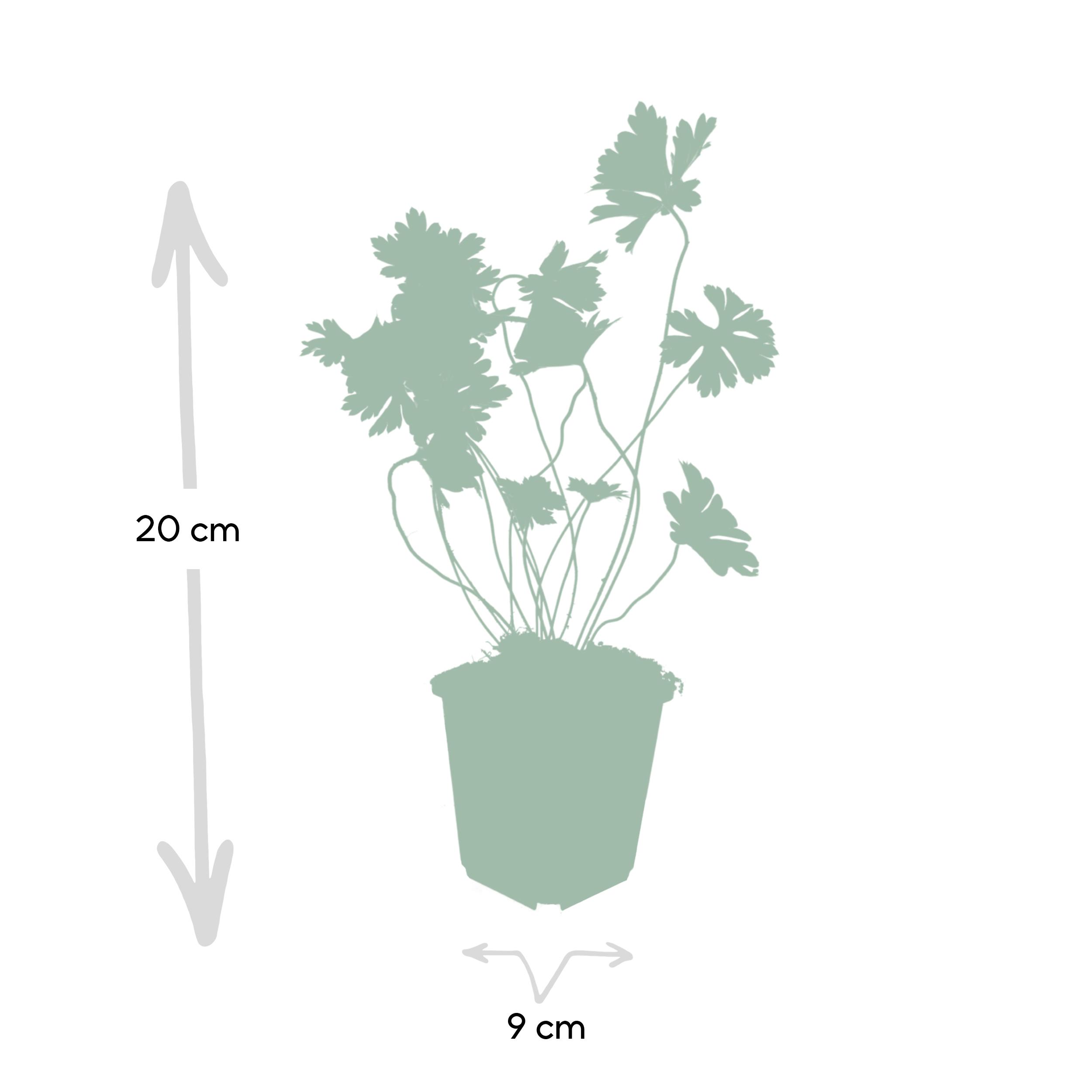 Garden basics 24x Geranium Rozanne - ↕10-25cm - Ø9cm (50320)